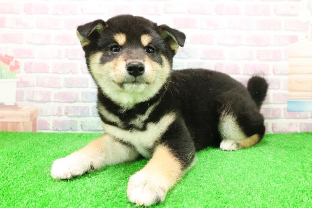 埼玉県の柴犬(標準サイズ) (Coo&RIKU川越店/2025年12月4日生まれ/男の子/黒)の子犬の2枚目の画像