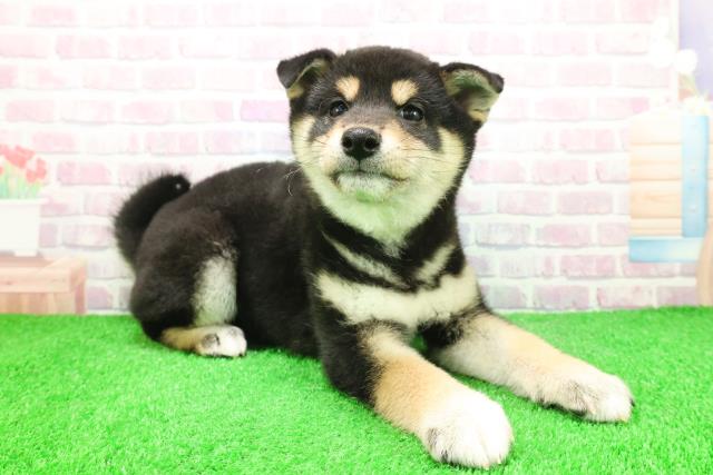 埼玉県の柴犬(標準サイズ) (Coo&RIKU川越店/2025年12月4日生まれ/男の子/黒)の子犬の3枚目の画像