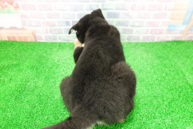 埼玉県の柴犬(標準サイズ) (Coo&RIKU川越店/2025年12月4日生まれ/男の子/黒)の子犬の4枚目の画像