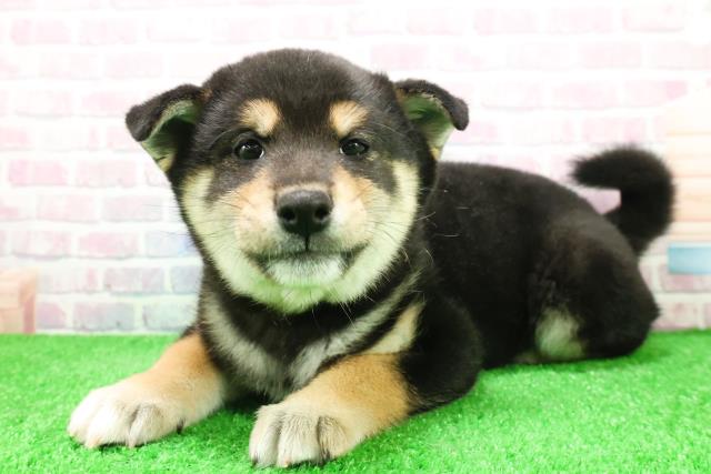 東京都の柴犬(標準サイズ) (Coo&RIKU八王子西店/2025年12月4日生まれ/男の子/黒)の子犬の2枚目の画像