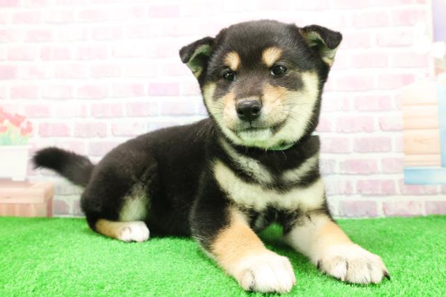 東京都の柴犬(標準サイズ) (Coo&RIKU八王子西店/2025年12月4日生まれ/男の子/黒)の子犬の3枚目の画像