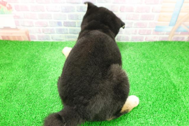 東京都の柴犬(標準サイズ) (Coo&RIKU八王子西店/2025年12月4日生まれ/男の子/黒)の子犬の4枚目の画像