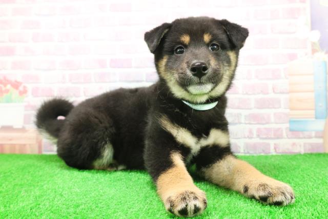 埼玉県の柴犬(標準サイズ) (Coo&RIKU草加バイパス店/2025年12月4日生まれ/男の子/黒)の子犬の3枚目の画像