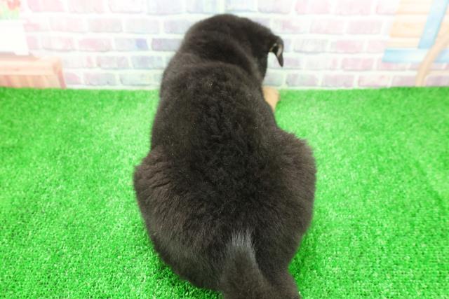 埼玉県の柴犬(標準サイズ) (Coo&RIKU草加バイパス店/2025年12月4日生まれ/男の子/黒)の子犬の4枚目の画像