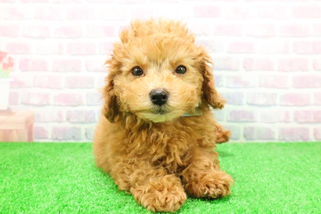 静岡県のトイプードル(トイ) (Coo&RIKU富士店/2025年12月4日生まれ/男の子/アプリコット)の子犬の1枚目の画像