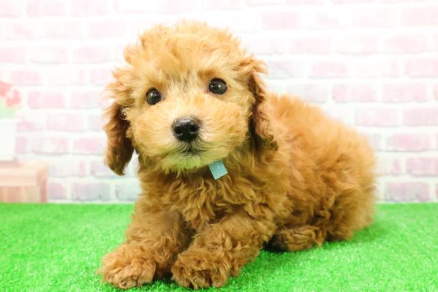 静岡県のトイプードル(トイ) (Coo&RIKU富士店/2025年12月4日生まれ/男の子/アプリコット)の子犬の2枚目の画像