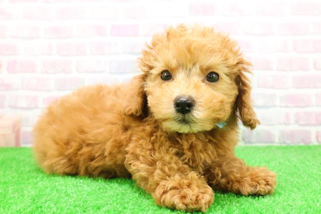 静岡県のトイプードル(トイ) (Coo&RIKU富士店/2025年12月4日生まれ/男の子/アプリコット)の子犬の3枚目の画像