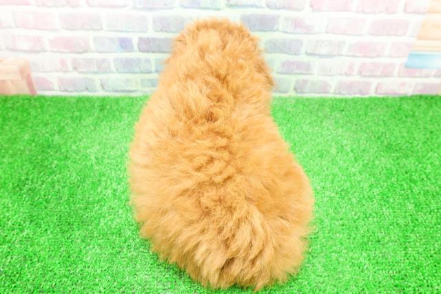 静岡県のトイプードル(トイ) (Coo&RIKU富士店/2025年12月4日生まれ/男の子/アプリコット)の子犬の4枚目の画像