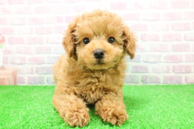 長野県のトイプードル(トイ) (Coo&RIKU長野店/2025年12月4日生まれ/男の子/アプリコット)の子犬の1枚目の画像