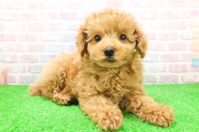 長野県のトイプードル(トイ) (Coo&RIKU長野店/2025年12月4日生まれ/男の子/アプリコット)の子犬の3枚目の画像