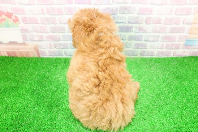 長野県のトイプードル(トイ) (Coo&RIKU長野店/2025年12月4日生まれ/男の子/アプリコット)の子犬の4枚目の画像