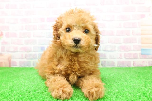 長野県のトイプードル(トイ) (Coo&RIKU松本店/2025年12月4日生まれ/男の子/レッド)の子犬の1枚目の画像