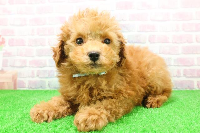 長野県のトイプードル(トイ) (Coo&RIKU松本店/2025年12月4日生まれ/男の子/レッド)の子犬の2枚目の画像