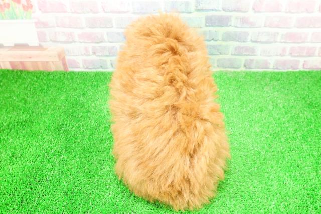 長野県のトイプードル(トイ) (Coo&RIKU松本店/2025年12月4日生まれ/男の子/レッド)の子犬の4枚目の画像