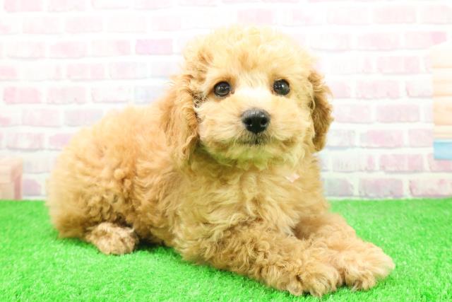 山形県のトイプードル(トイ) (Coo&RIKUイオンタウン酒田店/2025年12月4日生まれ/女の子/アプリコット)の子犬の3枚目の画像