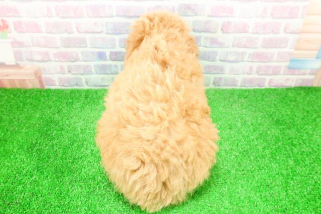 山形県のトイプードル(トイ) (Coo&RIKUイオンタウン酒田店/2025年12月4日生まれ/女の子/アプリコット)の子犬の4枚目の画像