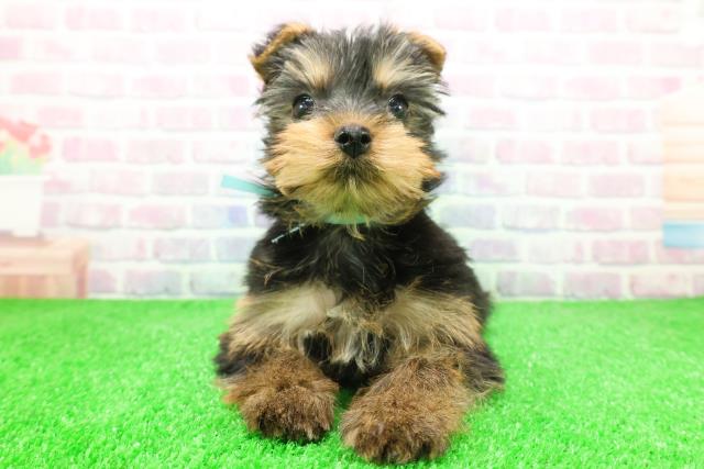 東京都のヨークシャーテリア (Coo&RIKU江戸川店/2025年12月4日生まれ/男の子/スチールブルータン)の子犬の1枚目の画像