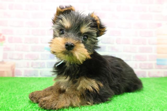 東京都のヨークシャーテリア (Coo&RIKU江戸川店/2025年12月4日生まれ/男の子/スチールブルータン)の子犬の2枚目の画像