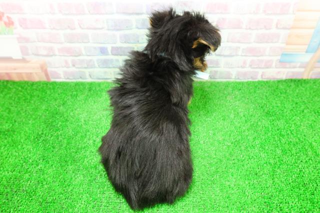 東京都のヨークシャーテリア (Coo&RIKU江戸川店/2025年12月4日生まれ/男の子/スチールブルータン)の子犬の4枚目の画像