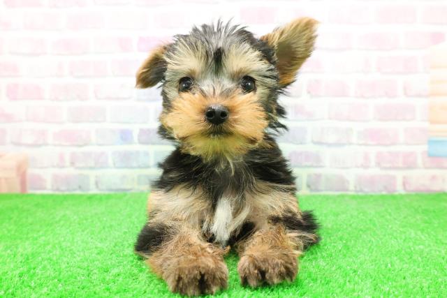 東京都のヨークシャーテリア (Coo&RIKU八王子西店/2025年12月4日生まれ/女の子/スチールブルータン)の子犬の1枚目の画像