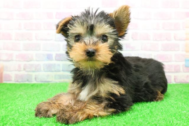 東京都のヨークシャーテリア (Coo&RIKU八王子西店/2025年12月4日生まれ/女の子/スチールブルータン)の子犬の2枚目の画像