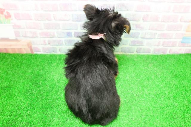 東京都のヨークシャーテリア (Coo&RIKU八王子西店/2025年12月4日生まれ/女の子/スチールブルータン)の子犬の4枚目の画像