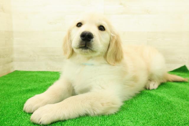 東京都のゴールデンレトリバー (Coo&RIKU江戸川店/2025年12月7日生まれ/男の子/ゴールド)の子犬の2枚目の画像