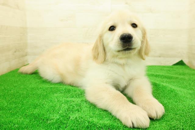 東京都のゴールデンレトリバー (Coo&RIKU江戸川店/2025年12月7日生まれ/男の子/ゴールド)の子犬の3枚目の画像