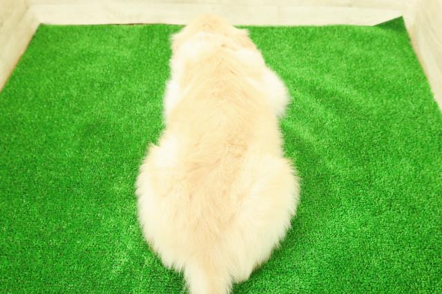 東京都のゴールデンレトリバー (Coo&RIKU江戸川店/2025年12月7日生まれ/男の子/ゴールド)の子犬の4枚目の画像