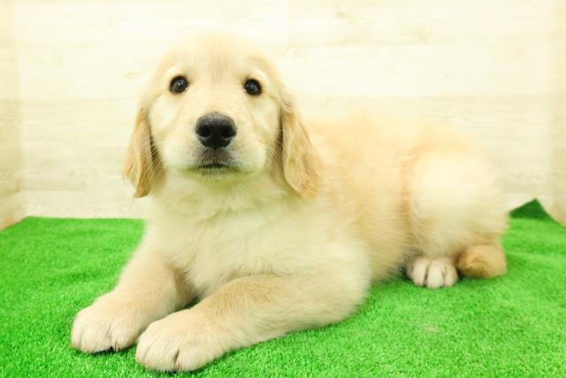 東京都のゴールデンレトリバー (Coo&RIKU八王子西店/2025年12月7日生まれ/男の子/ゴールド)の子犬の2枚目の画像