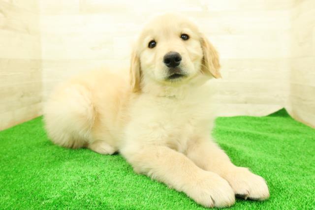 東京都のゴールデンレトリバー (Coo&RIKU八王子西店/2025年12月7日生まれ/男の子/ゴールド)の子犬の3枚目の画像