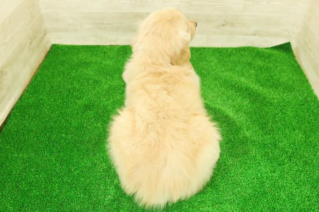 東京都のゴールデンレトリバー (Coo&RIKU八王子西店/2025年12月7日生まれ/男の子/ゴールド)の子犬の4枚目の画像