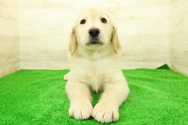 千葉県のゴールデンレトリバー (Coo&RIKU南柏店/2025年12月7日生まれ/女の子/ゴールド)の子犬の1枚目の画像