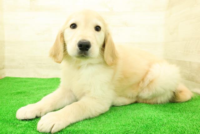 千葉県のゴールデンレトリバー (Coo&RIKU南柏店/2025年12月7日生まれ/女の子/ゴールド)の子犬の2枚目の画像