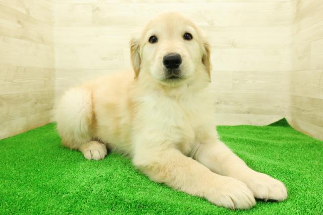 千葉県のゴールデンレトリバー (Coo&RIKU南柏店/2025年12月7日生まれ/女の子/ゴールド)の子犬の3枚目の画像