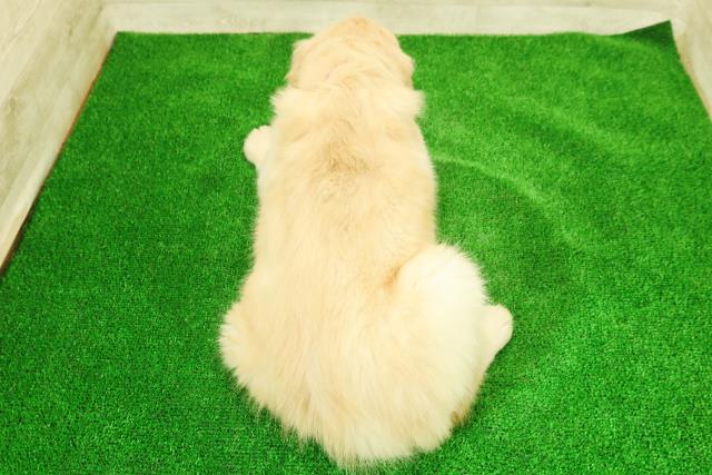 千葉県のゴールデンレトリバー (Coo&RIKU南柏店/2025年12月7日生まれ/女の子/ゴールド)の子犬の4枚目の画像