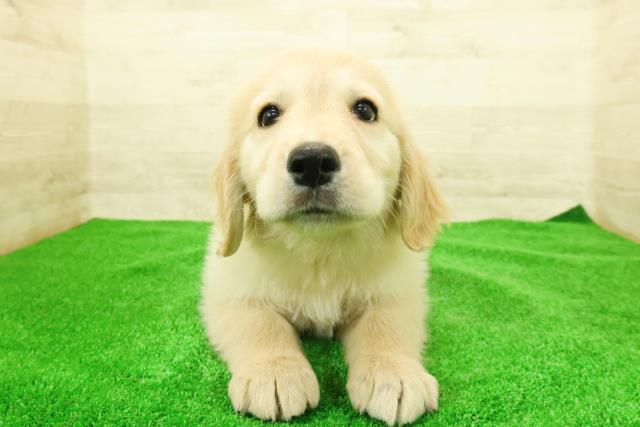 静岡県のゴールデンレトリバー (Coo&RIKU静岡SBS通り店/2025年12月7日生まれ/女の子/ゴールド)の子犬の1枚目の画像