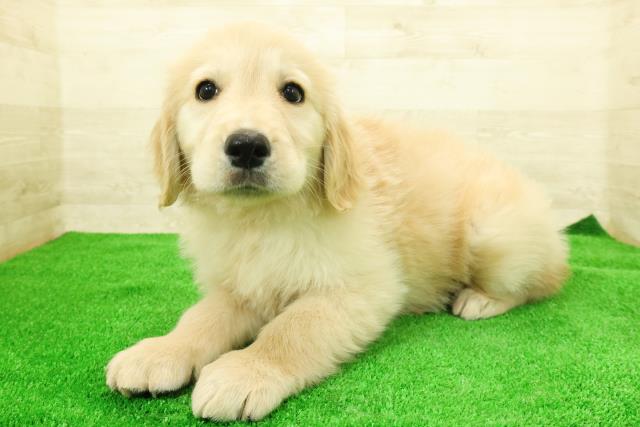 静岡県のゴールデンレトリバー (Coo&RIKU静岡SBS通り店/2025年12月7日生まれ/女の子/ゴールド)の子犬の2枚目の画像