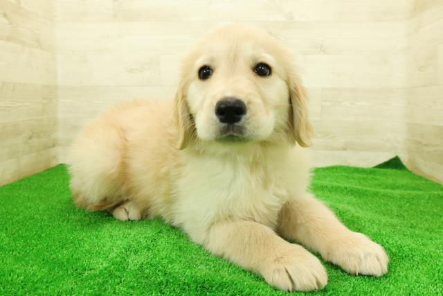 静岡県のゴールデンレトリバー (Coo&RIKU静岡SBS通り店/2025年12月7日生まれ/女の子/ゴールド)の子犬の3枚目の画像