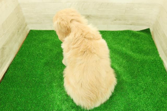 静岡県のゴールデンレトリバー (Coo&RIKU静岡SBS通り店/2025年12月7日生まれ/女の子/ゴールド)の子犬の4枚目の画像