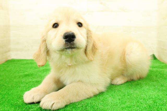 長野県のゴールデンレトリバー (Coo&RIKU長野店/2025年12月7日生まれ/女の子/ゴールド)の子犬の2枚目の画像
