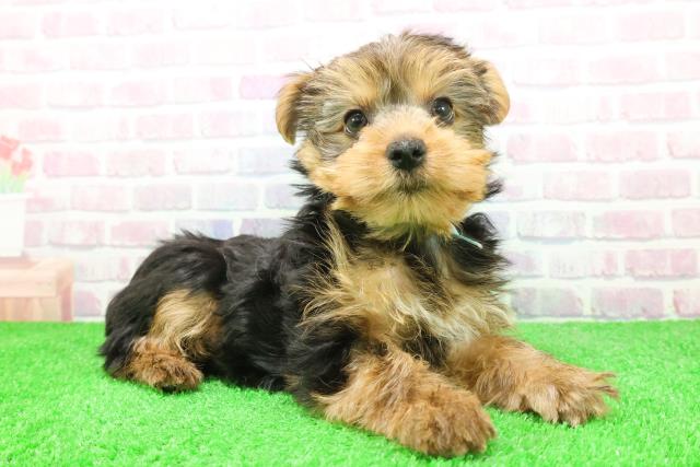 山梨県のヨークシャーテリア (Coo&RIKU甲府昭和通り店/2025年12月7日生まれ/男の子/スチールブルータン)の子犬の3枚目の画像