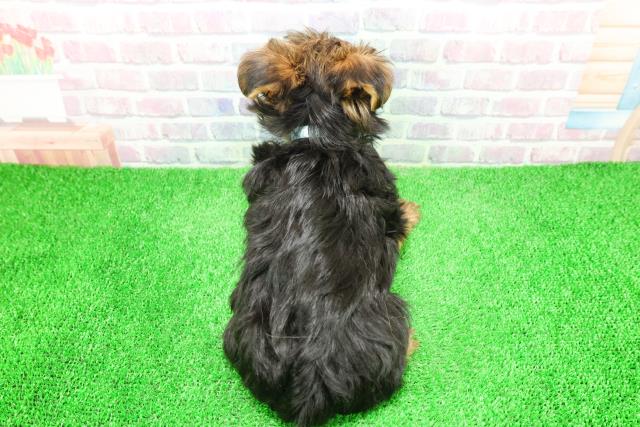 山梨県のヨークシャーテリア (Coo&RIKU甲府昭和通り店/2025年12月7日生まれ/男の子/スチールブルータン)の子犬の4枚目の画像