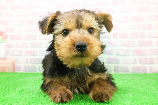 千葉県のヨークシャーテリア (Coo&RIKU若葉都賀店/2025年12月7日生まれ/男の子/スチールブルータン)の子犬の1枚目の画像