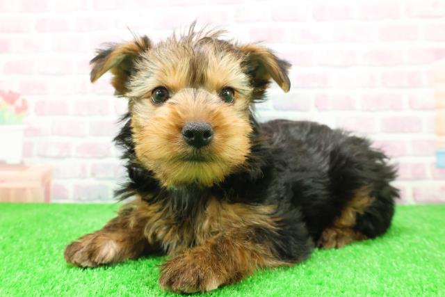 千葉県のヨークシャーテリア (Coo&RIKU若葉都賀店/2025年12月7日生まれ/男の子/スチールブルータン)の子犬の2枚目の画像