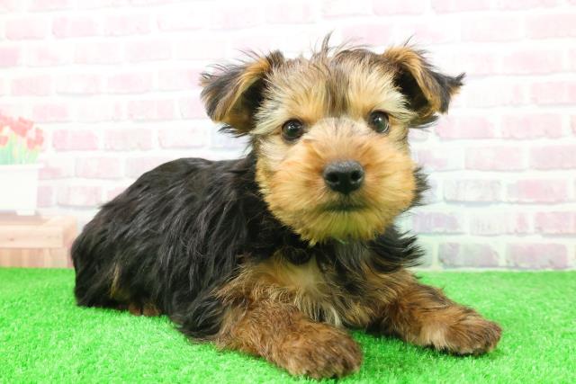 千葉県のヨークシャーテリア (Coo&RIKU若葉都賀店/2025年12月7日生まれ/男の子/スチールブルータン)の子犬の3枚目の画像