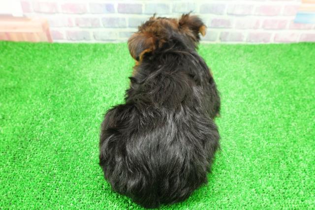 千葉県のヨークシャーテリア (Coo&RIKU若葉都賀店/2025年12月7日生まれ/男の子/スチールブルータン)の子犬の4枚目の画像