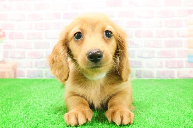 千葉県のミニチュアダックスフンド(ロング) (Coo&RIKU若葉都賀店/2025年12月7日生まれ/男の子/ゴールド)の子犬の1枚目の画像