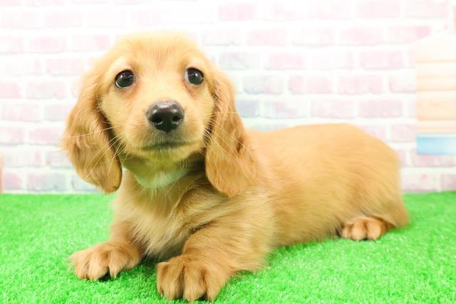 千葉県のミニチュアダックスフンド(ロング) (Coo&RIKU若葉都賀店/2025年12月7日生まれ/男の子/ゴールド)の子犬の2枚目の画像