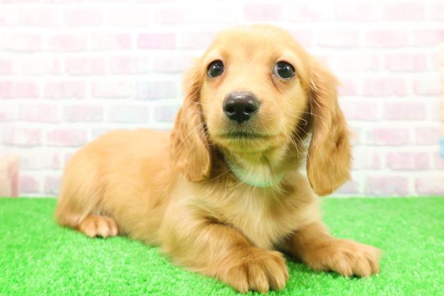 千葉県のミニチュアダックスフンド(ロング) (Coo&RIKU若葉都賀店/2025年12月7日生まれ/男の子/ゴールド)の子犬の3枚目の画像